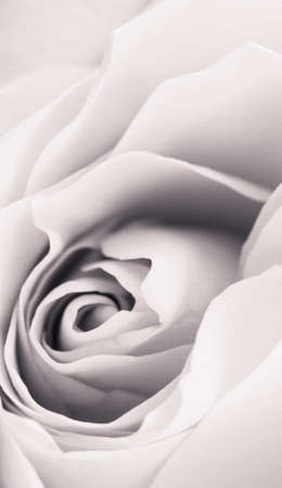 Black and white close up of an opening rose flower. Monochrome with grain and soft focus effects appliedの写真素材