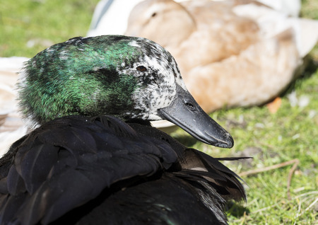 Elderly black Cayuga duck showing greying feathers on her face and green iridescence shining off her black feathers in the sunshine.の写真素材
