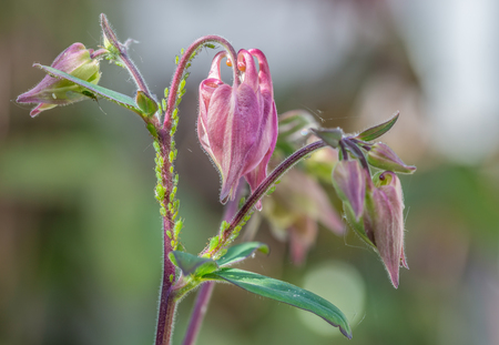 Greenfly on a Columbine flower. The pretty pink flowers stem is being sucked of it's sap by the aphid pest.の写真素材