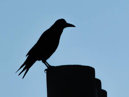 Silhouette of Rook on a chimney pot with a blue sky background.  Corvus frugilegus is a large black crow in the corvid family with a distinctive shape.の写真素材