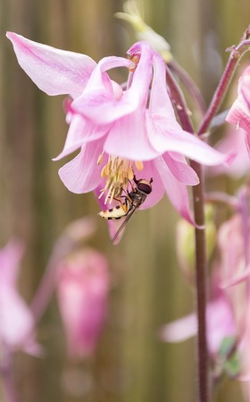 Hoverfly feeding on nectar and pollen from a pink Columbine flower. Vertical. Copy space.の写真素材