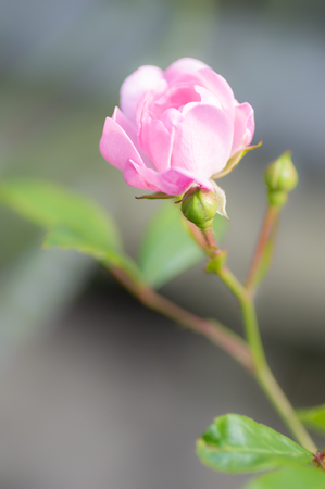 Pretty Polyantha rose, pink flowers The Fairy. Close up of a single pink flower with shallow focus and soft focus background. Vertical.の写真素材