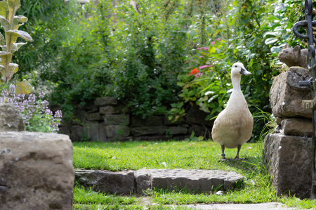 Domestic breed duck, Abacot Ranger, in a Britsh garden in summer. Standing face on. Lots of natural central background copy space.の写真素材