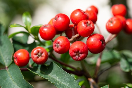 Rowan berries, Sorbus aucuparia. Close up detail of the red cluster of fruit on a Mountain Ash tree. Edible fruits loved by birds.の写真素材