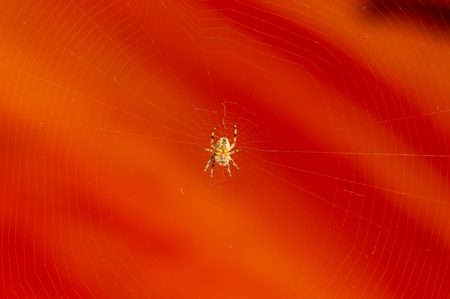Underside view of spider on web with orange background. Araneus diadematus, known as the Cross orb weaver spider or European garden spider.の写真素材
