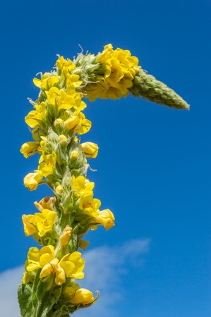 Great Mullein, Verbascum thapsus, yellow flower spike twisted into a swan neck shape. Strong blue...