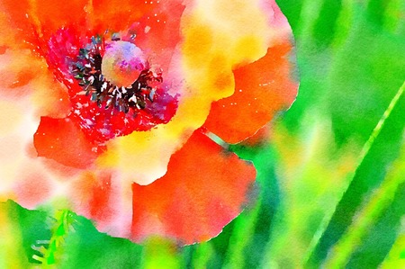 Watercolour painting of a red Flanders Poppy in a field. Close up detail on a bright sunny day. Vibrant colours.の写真素材