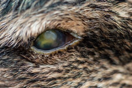 Abscess in eyeball of duck. Macro of burst capsule and leaking infection in eye causing blindness in mallard, Anas platyrhynchos.の写真素材
