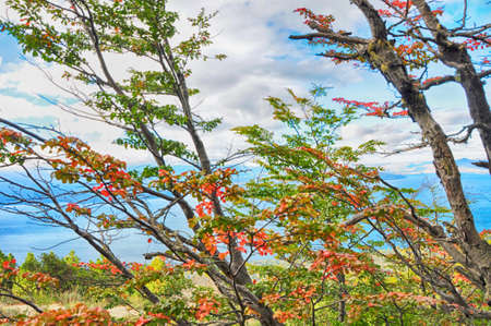 Red Flowersの写真素材