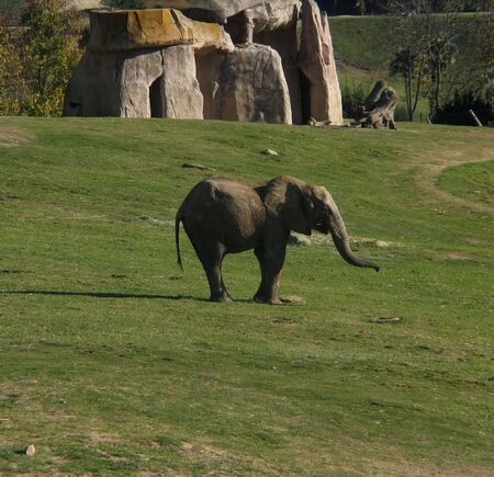 elephant