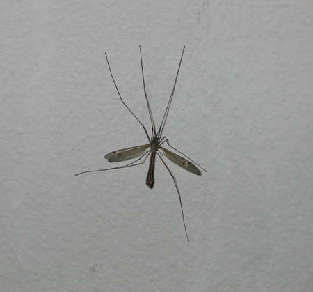 big insectの写真素材