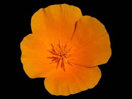 orange flowerの写真素材