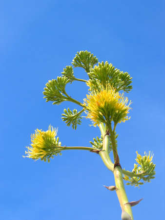 agave flower (tequila is made from this or closely related plant)の写真素材