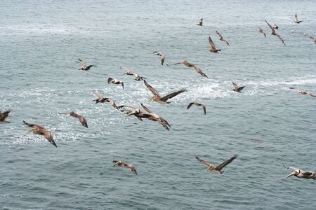 many pelicans up in the airの写真素材