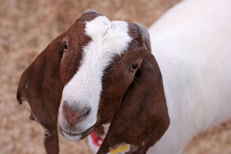 a goat at a livestock showの写真素材