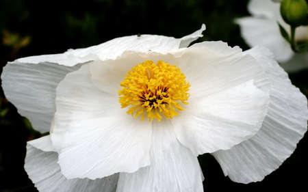 white flowerの写真素材