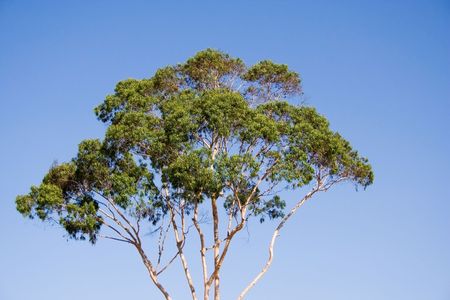 eucalyptus tree with sky as backgroundの写真素材