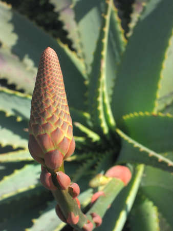 aloe plant flowerの写真素材