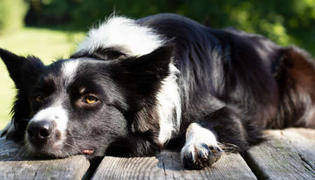 Close up of a Border Collie puppy dozing on the tableの写真素材