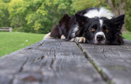 A border collie puppy, relaxed on a wood table in the woods.の写真素材