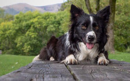 A border collie puppy, alerting, on a wood table in the woods.の写真素材
