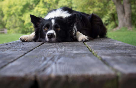 Portrait of a cute and funny border collie puppy lying on the wooden tableの写真素材