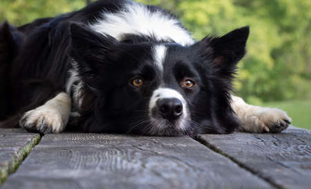 Close up of a border collie puppy lying on the wooden tableの写真素材