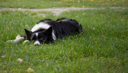 A tender border collie puppy lying in the grassの写真素材