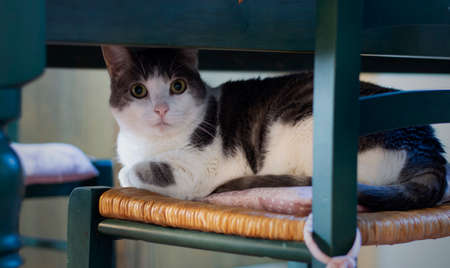 A white cat finds refuge in a chair under the tableの写真素材