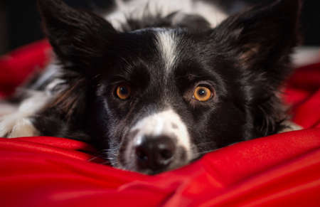 Closeup of a border collie puppy looking curious in the roomの写真素材