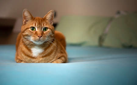 A cute European red cat looks curiously into the cameraの写真素材