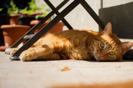 A wonderful red cat looks into the room lying away from the heat under a table on a sunny day.の写真素材