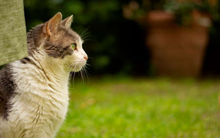 A beautiful white cat photographed in profile, is quiet in the gardenの写真素材
