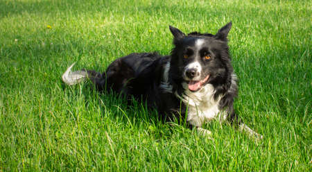 A cute border collie puppy dog relaxes lying in the green grassの写真素材