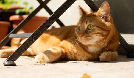 A gorgeous red cat lying under a table looks out of focus.の写真素材