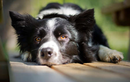 A cute puppy border collie dog is dozing on a bench in the woodsの写真素材