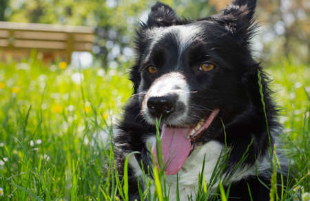 A funny border collie puppy dog looks into the camera amused, lying down and relaxed in a green mountain meadow.の写真素材