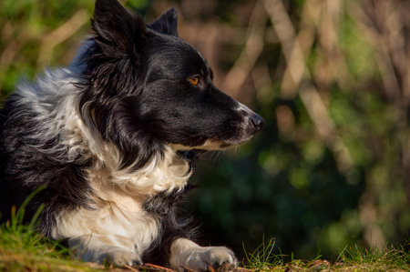 Side profile of a Border Collie lying on the grass, looking away with a calm and focused expression. Perfect for pet themes, nature content, and marketing use.の写真素材