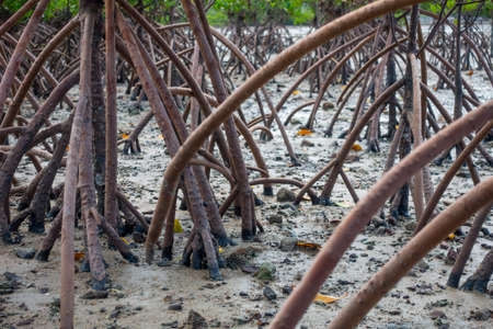 mangrove rootsの写真素材