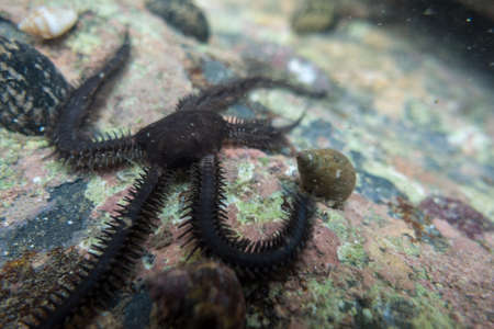 brittle starの写真素材