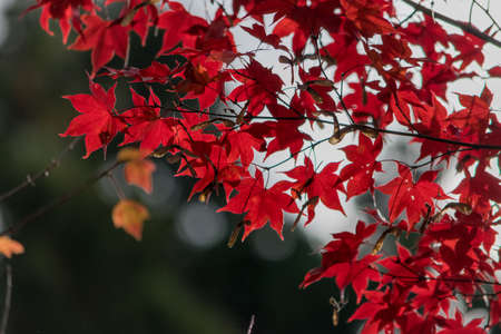 Background of orange maple leaf close up shot