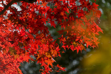 Background of orange maple leaf close up shot