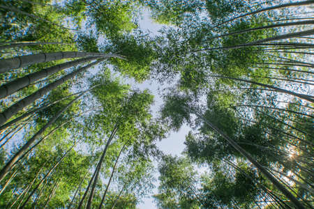 View from bottom of bamboo grove forestの写真素材