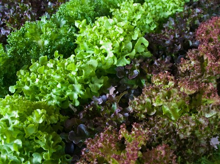 The Vegetables of salad