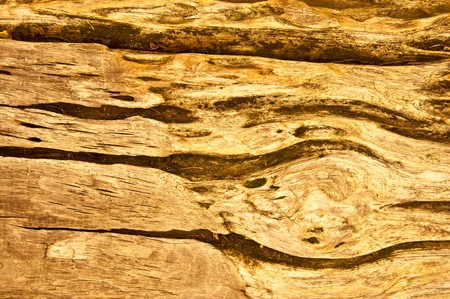 The Wood textureの写真素材