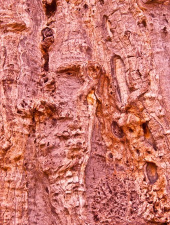 The Wood textureの写真素材