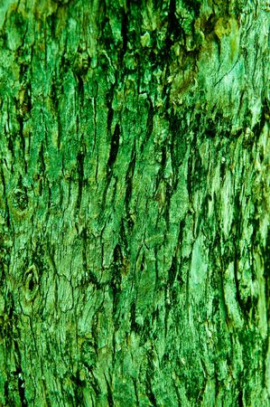 The Wood textureの写真素材