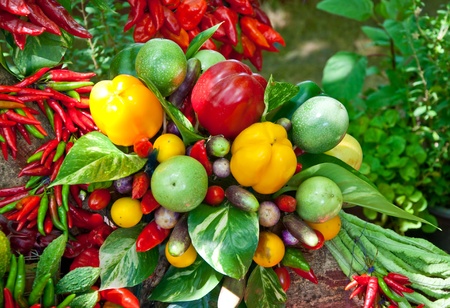 The Colorful of chili and eggplant