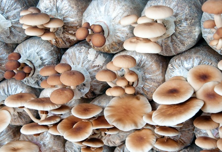 The Mushroomの写真素材