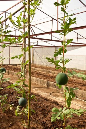 The Plant of water melonの写真素材